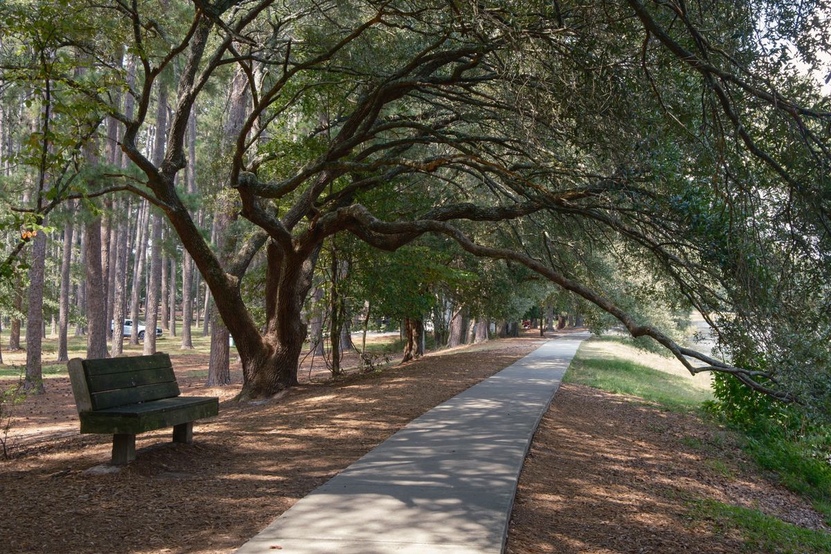 Shaded park path under oak trees